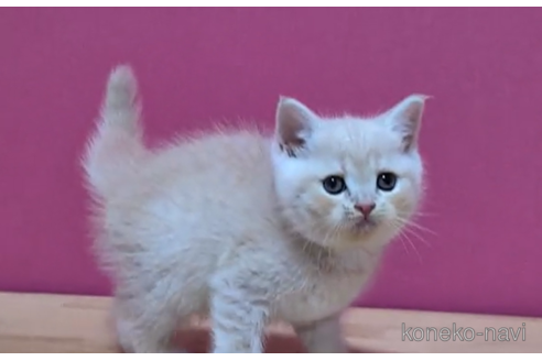 成約済の東京都のスコティッシュフォールド-100757の4枚目